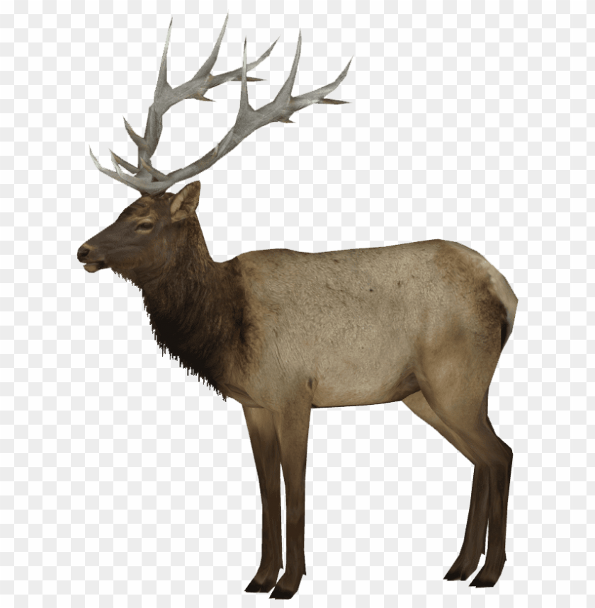 Detail Elk No Background Nomer 17
