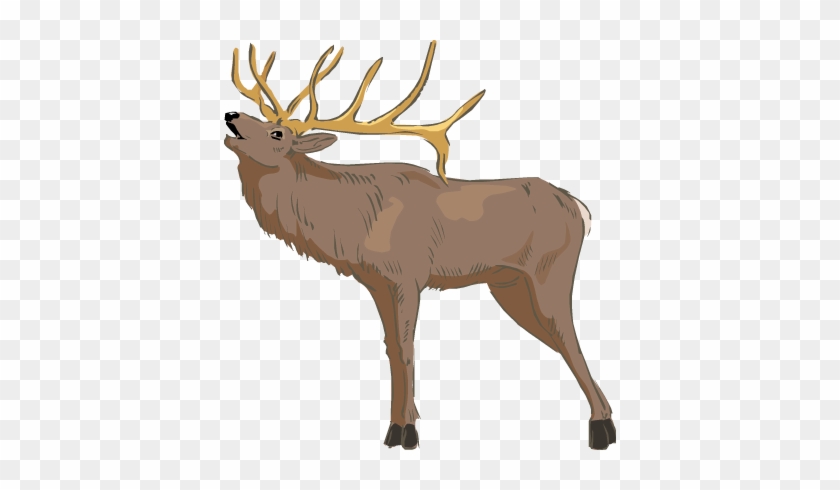 Detail Elk No Background Nomer 18