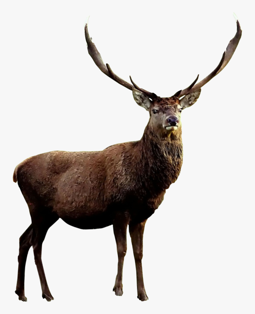 Detail Elk No Background Nomer 3