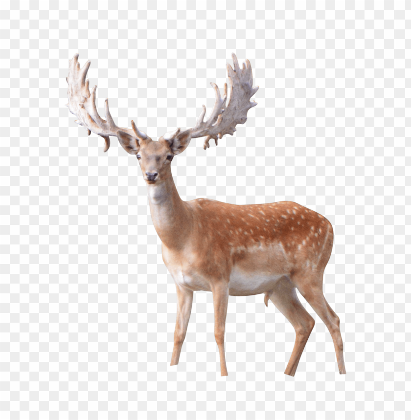 Detail Elk No Background Nomer 19