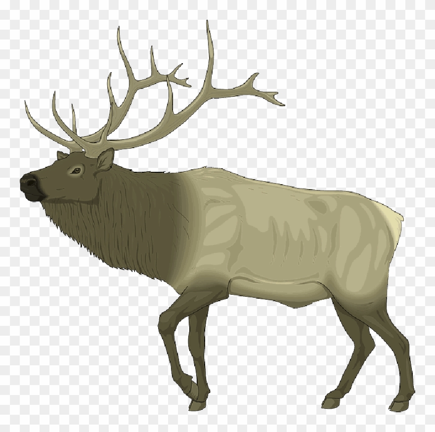 Detail Elk No Background Nomer 22