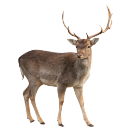 Detail Elk No Background Nomer 26