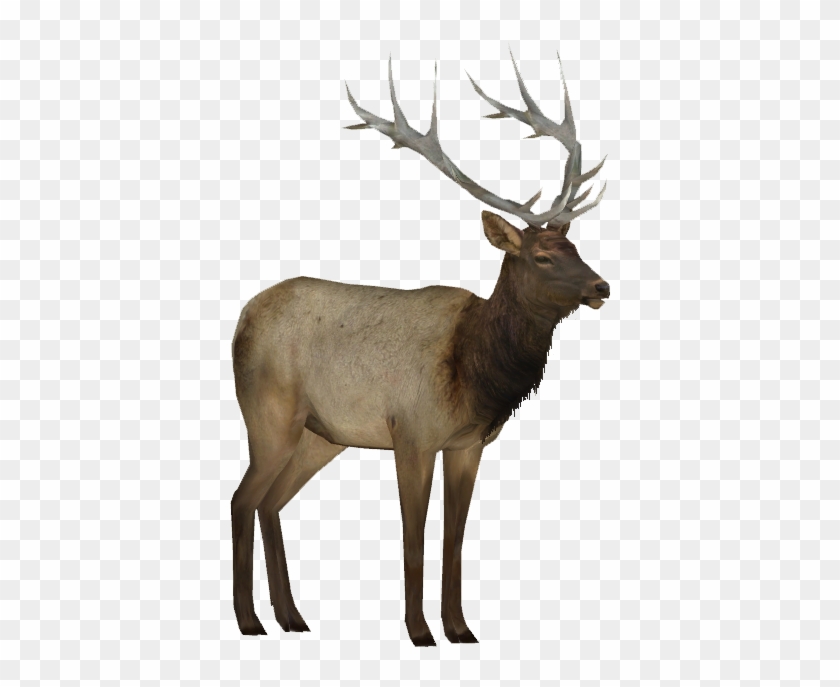 Detail Elk No Background Nomer 4