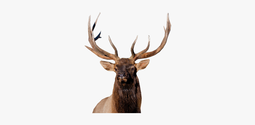 Detail Elk No Background Nomer 30