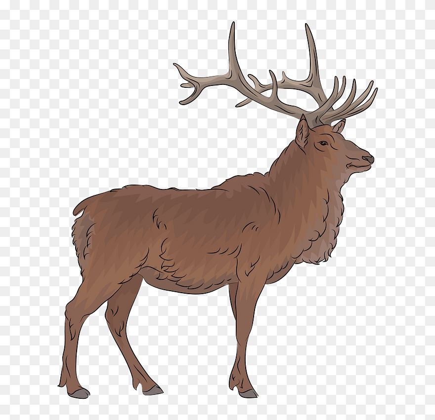Detail Elk No Background Nomer 36