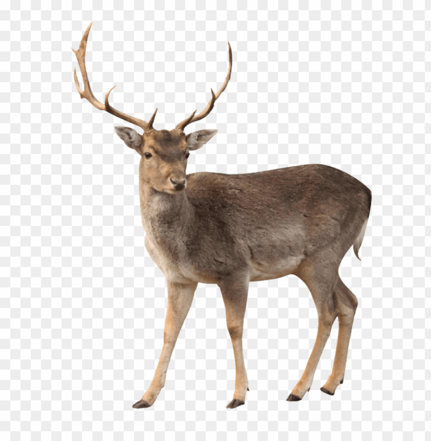Detail Elk No Background Nomer 5