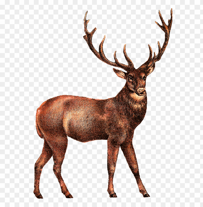 Detail Elk No Background Nomer 6