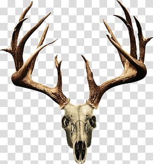 Detail Elk No Background Nomer 47