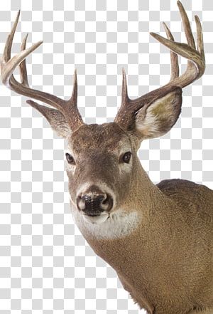 Detail Elk No Background Nomer 48
