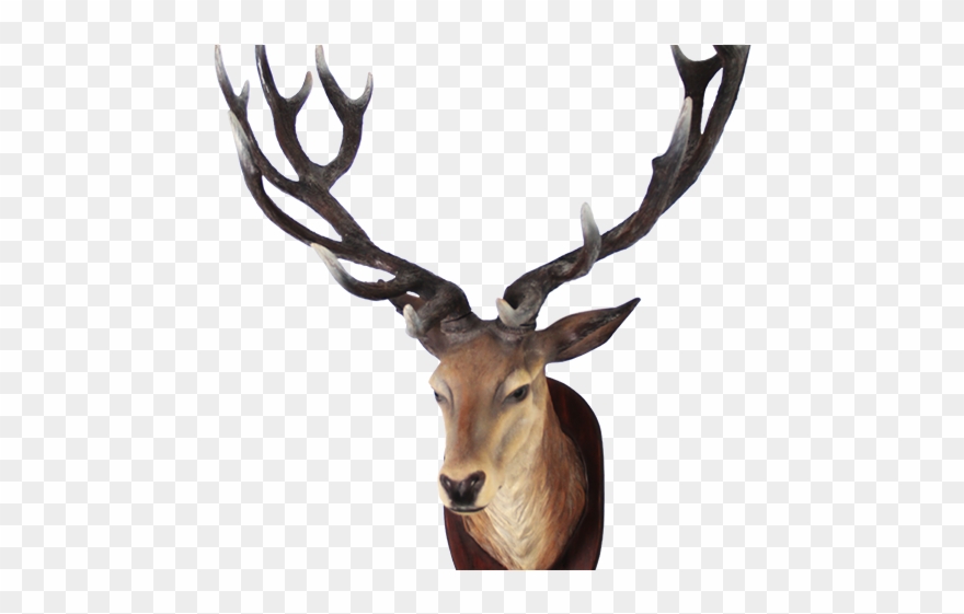 Detail Elk No Background Nomer 49