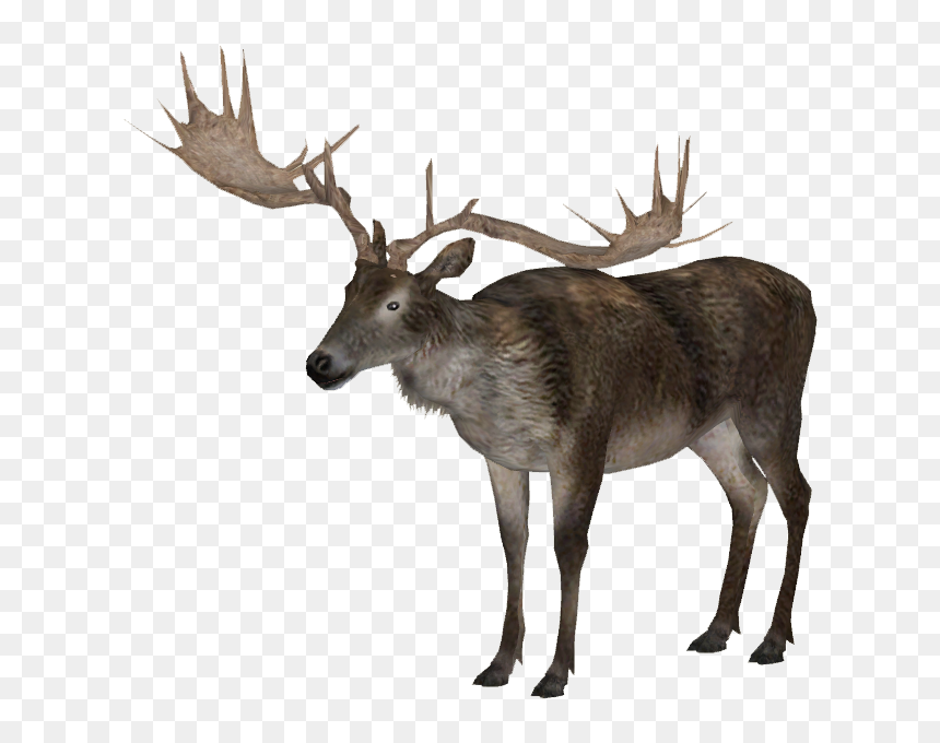 Detail Elk No Background Nomer 50