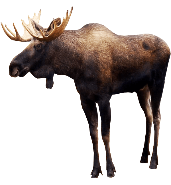 Detail Elk No Background Nomer 52
