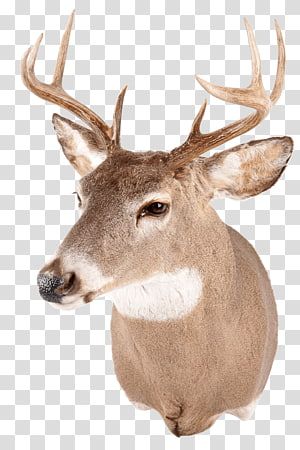 Detail Elk No Background Nomer 55
