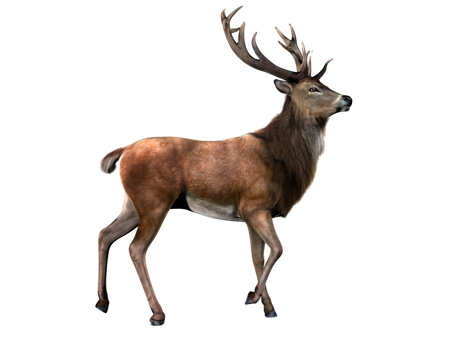 Detail Elk No Background Nomer 8