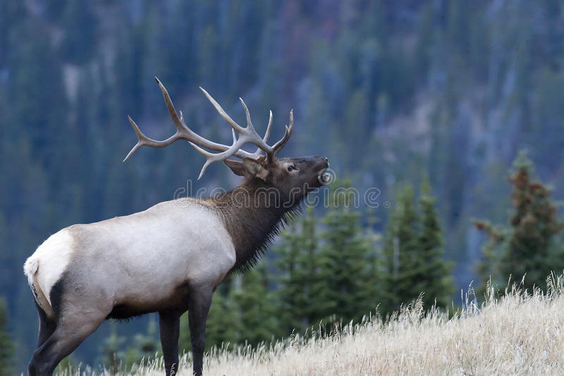 Detail Elk Pictures Free Nomer 3