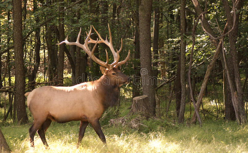 Detail Elk Pictures Free Nomer 25