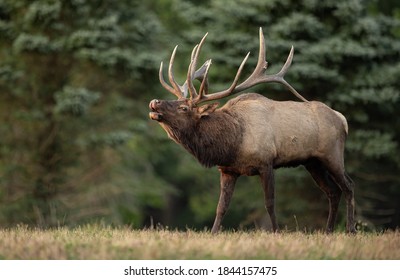 Detail Elk Pictures Free Nomer 32