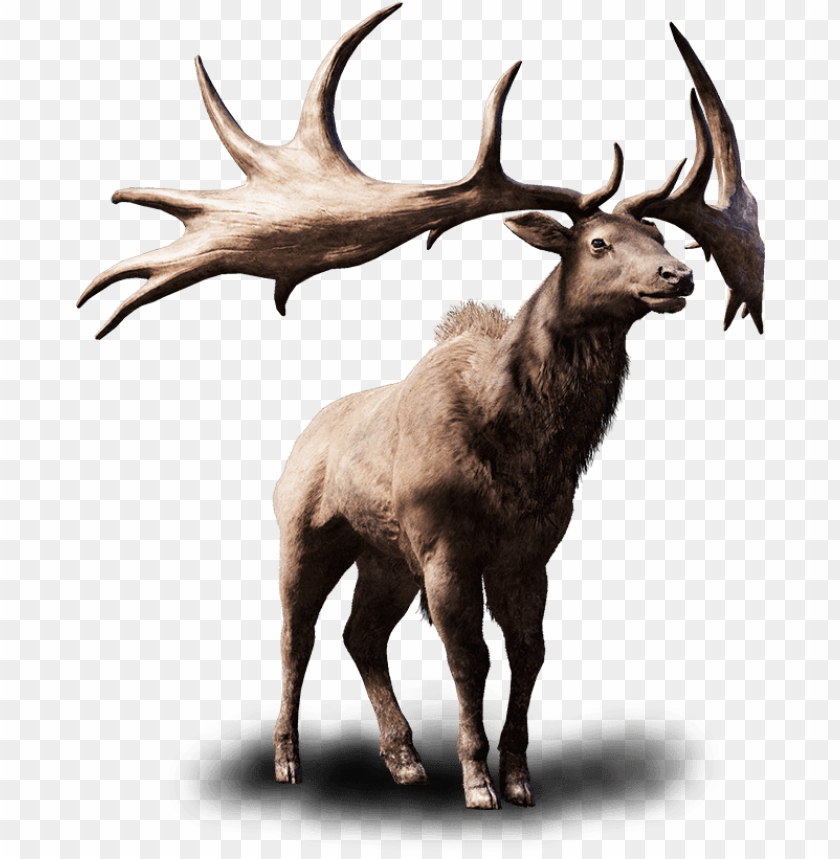 Detail Elk Pictures Free Nomer 39