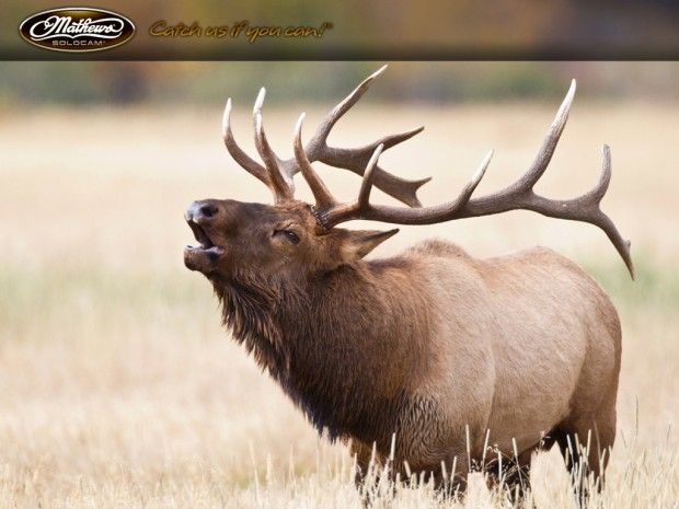 Detail Elk Pictures Free Nomer 9