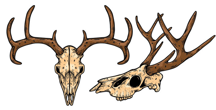 Detail Elk Skull Vector Nomer 17