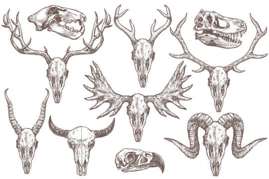 Detail Elk Skull Vector Nomer 4