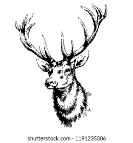 Detail Elk Skull Vector Nomer 32