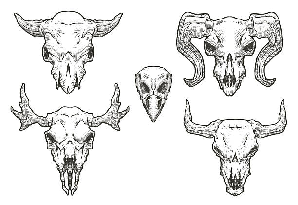 Detail Elk Skull Vector Nomer 35