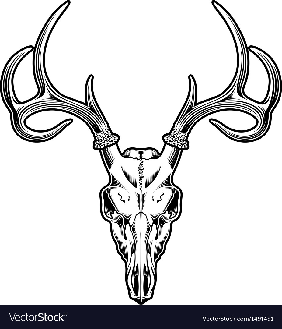Detail Elk Skull Vector Nomer 5