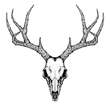 Detail Elk Skull Vector Nomer 6