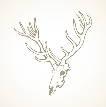 Detail Elk Skull Vector Nomer 53
