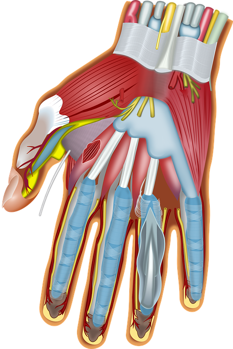 Hand Anatomie - KibrisPDR