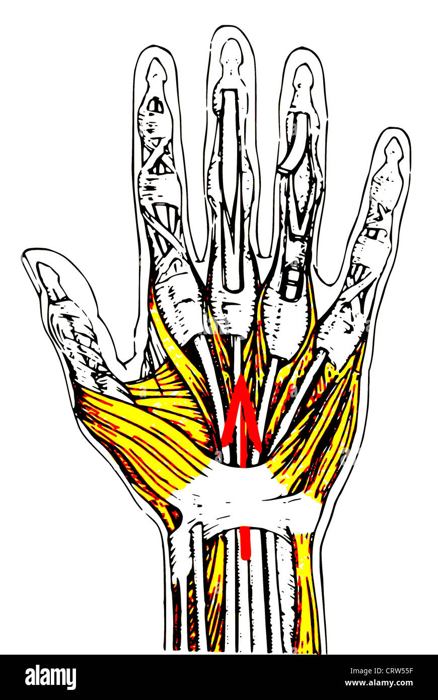 Detail Hand Anatomie Nomer 23