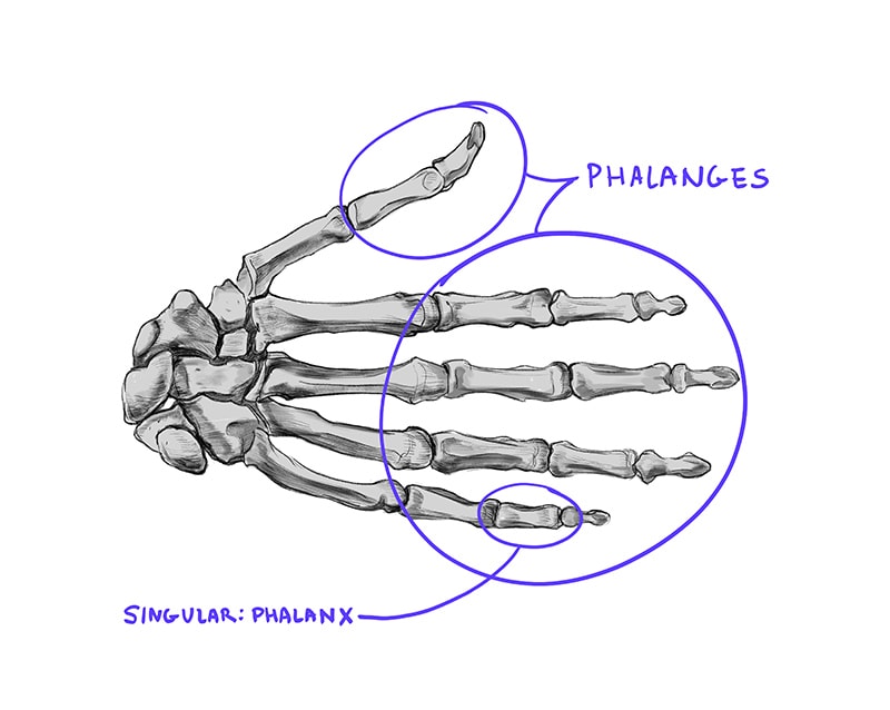Detail Hand Anatomie Nomer 24