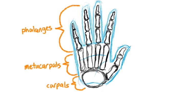 Detail Hand Anatomie Nomer 25