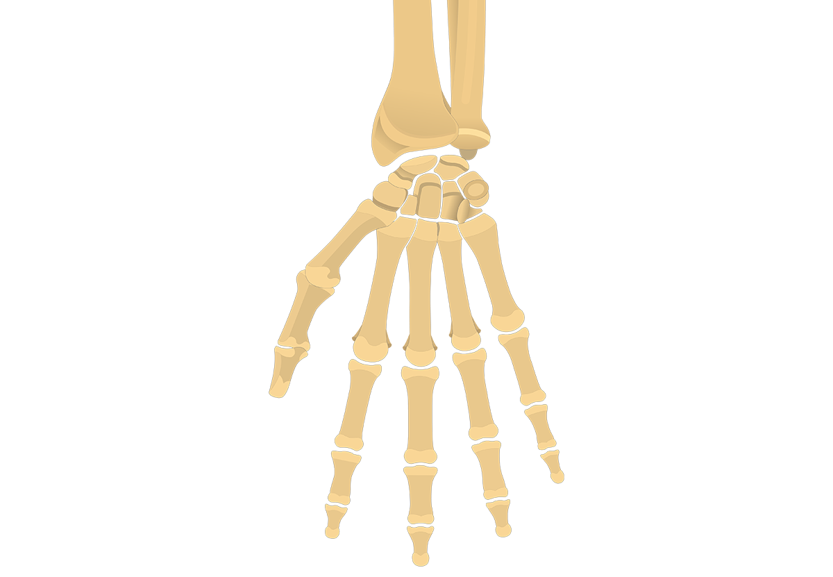 Detail Hand Anatomie Nomer 2