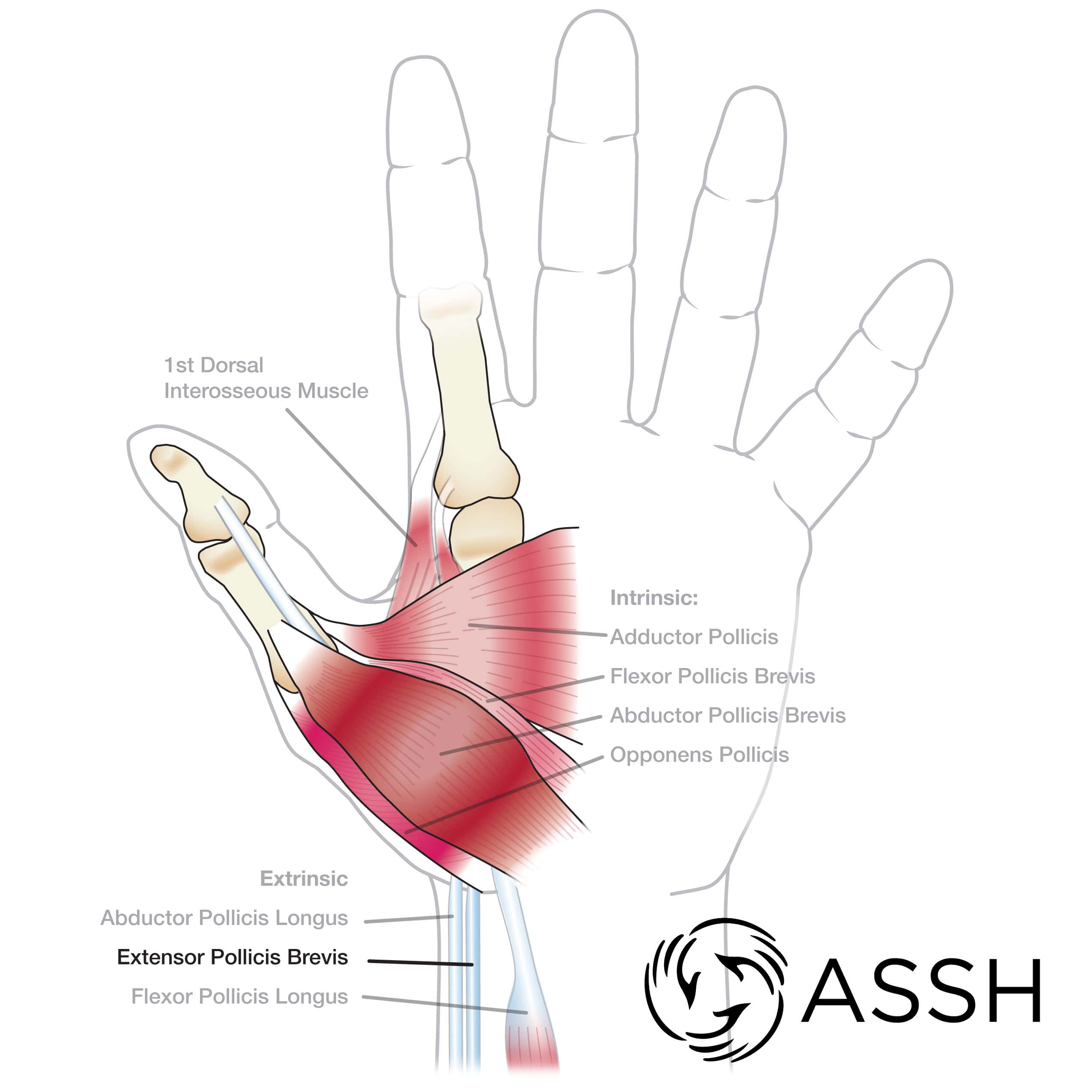 Detail Hand Anatomie Nomer 3