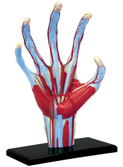 Detail Hand Anatomie Nomer 4