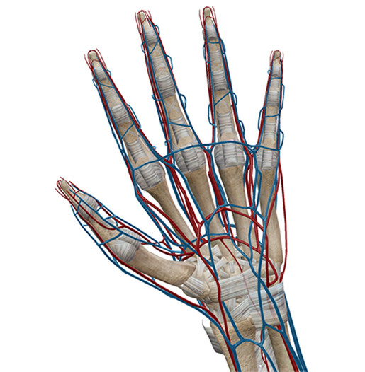 Detail Hand Anatomie Nomer 7