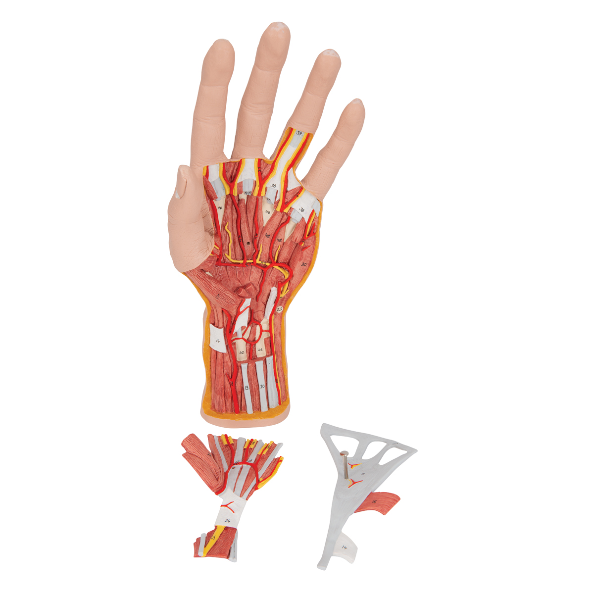 Detail Hand Anatomie Nomer 8