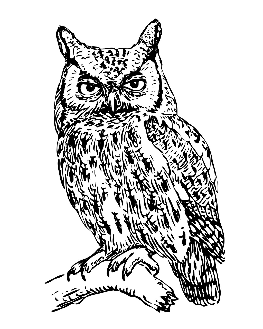 Detail Owl Illustration Black And White Nomer 14