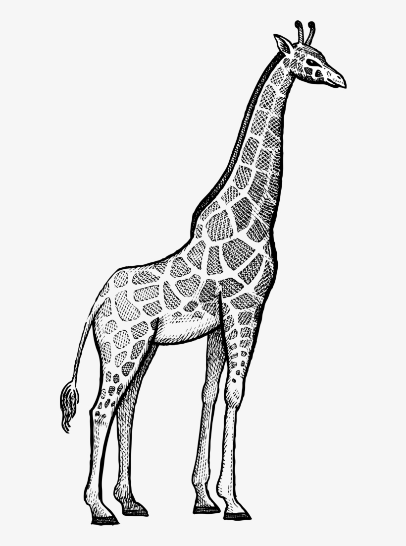 Detail Emo Giraffe Nomer 41