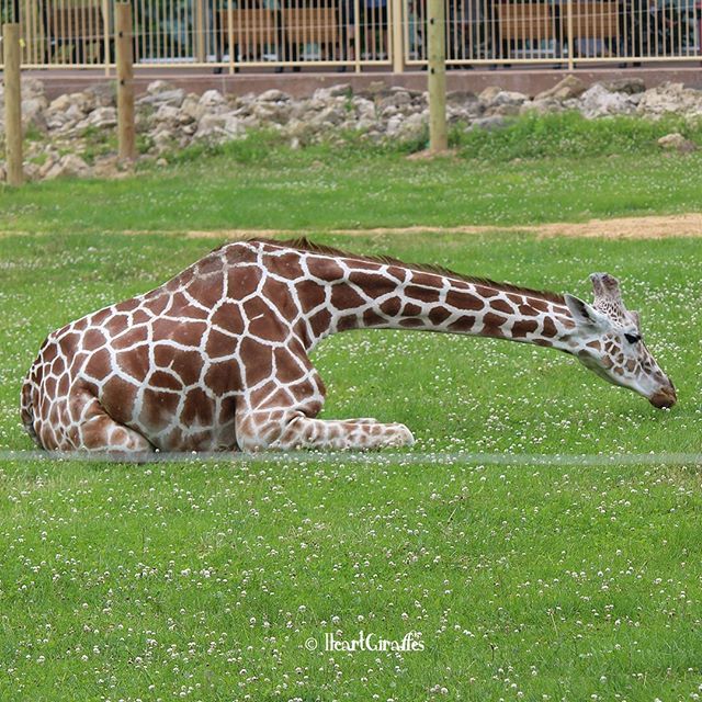 Detail Emo Giraffe Nomer 44