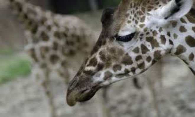 Detail Emo Giraffe Nomer 55