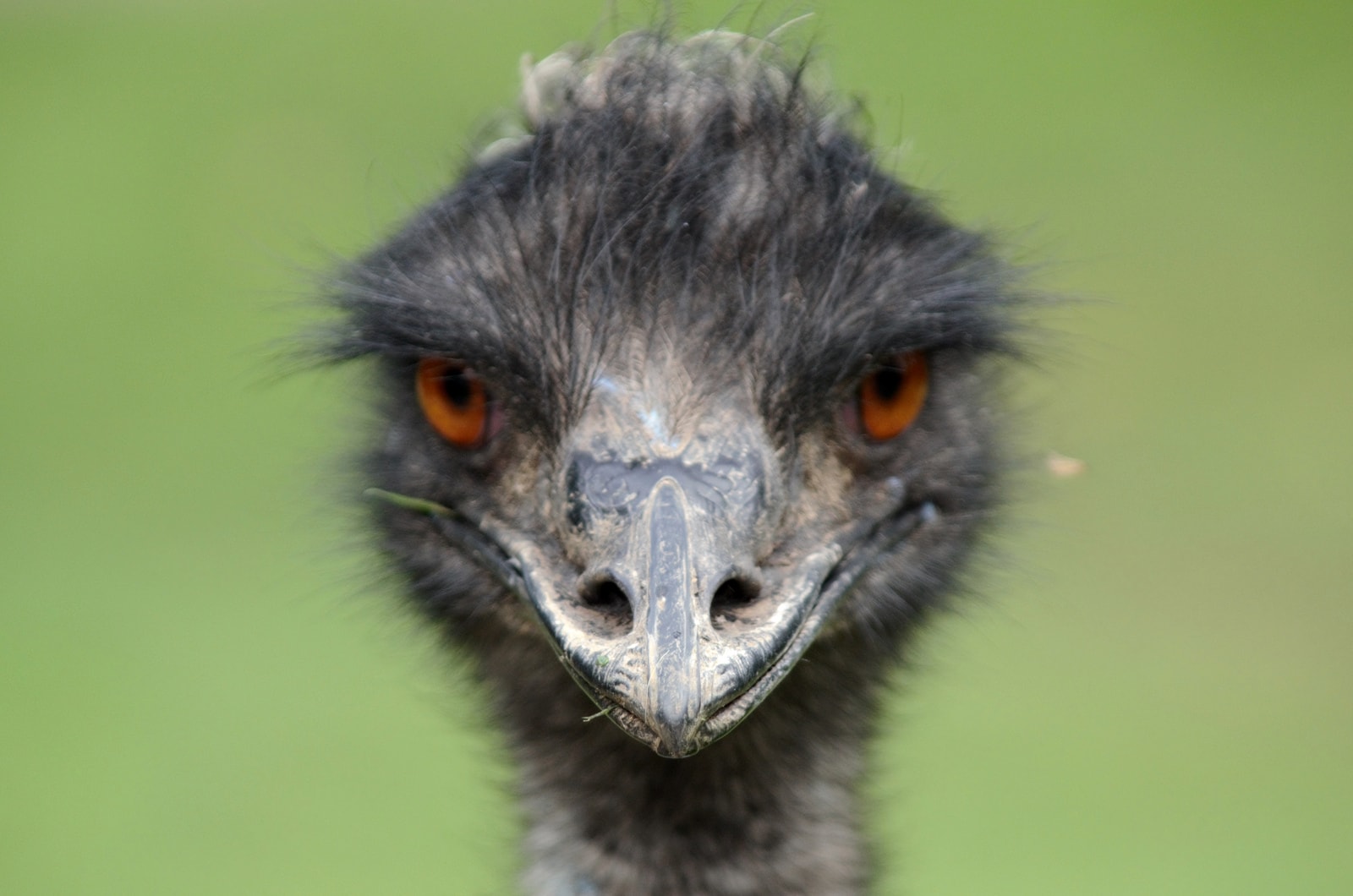 Detail Emo Ostrich Nomer 34