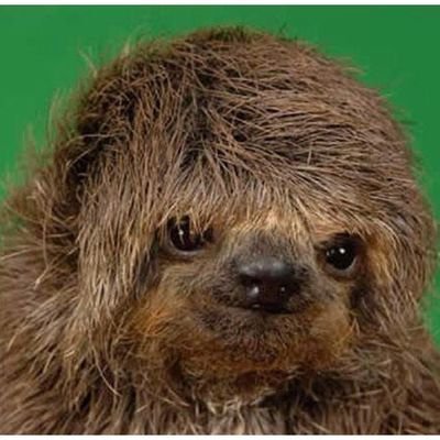 Detail Emo Sloth Nomer 4