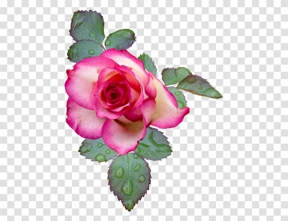 Detail Emoji Bunga Mawar Nomer 30