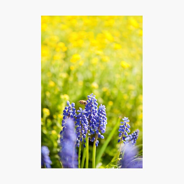 Detail Muscari Bienen Nomer 13