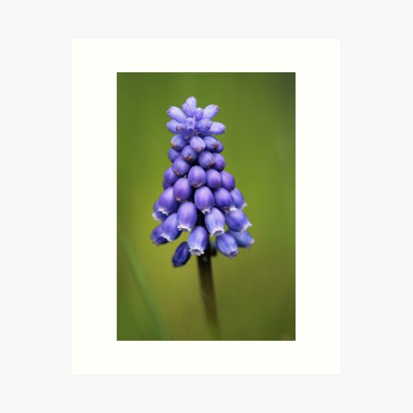 Detail Muscari Bienen Nomer 14