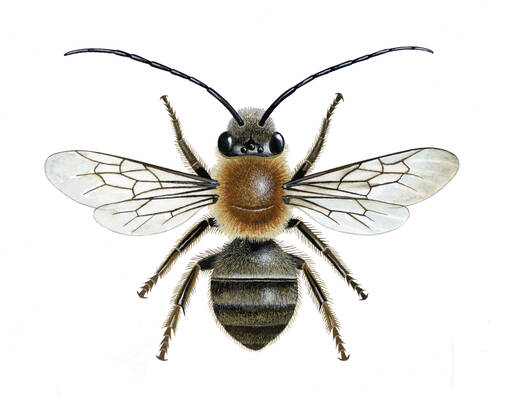 Detail Muscari Bienen Nomer 22