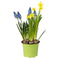 Detail Muscari Bienen Nomer 3